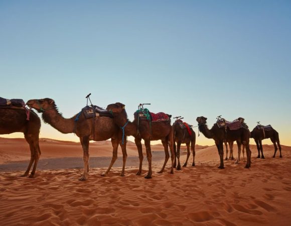 camel caravan going through sand dunes sahara desert min