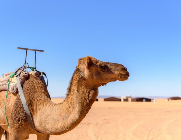 camel walking sahara desert morroco min