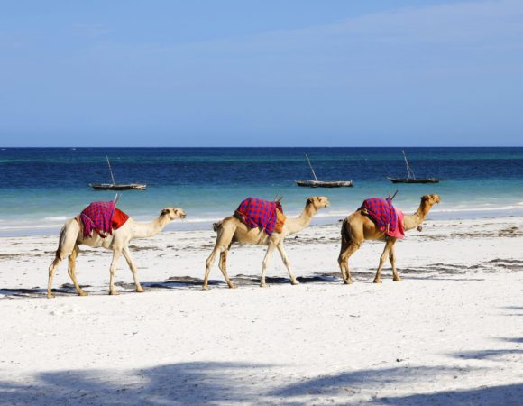 group camels diana beach kenya africa 1 min scaled 1