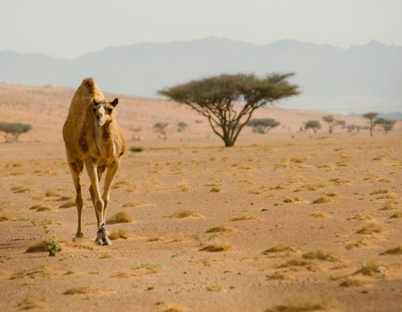 view camel calmly roaming desert 1 min scaled 1