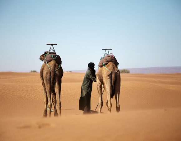 wide shot male two camels walking moroccan desert during daytime min